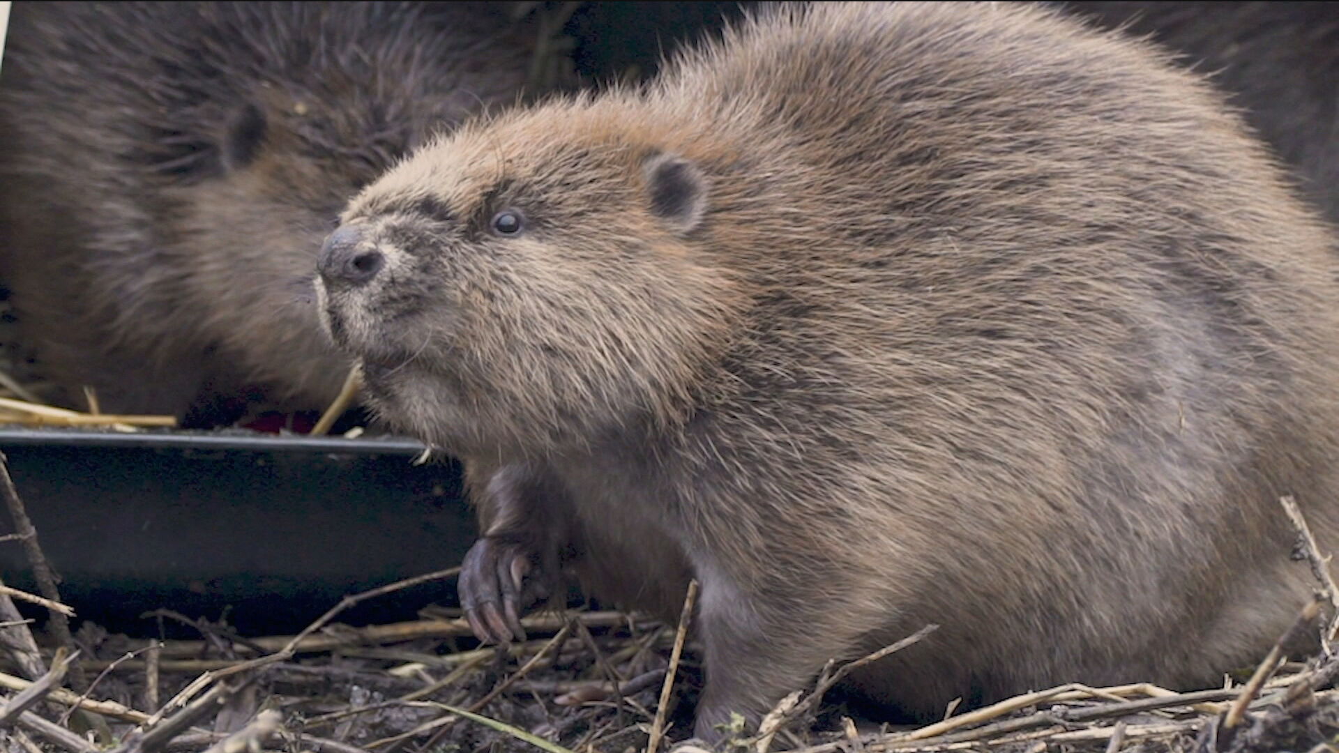 Beavers were released into Glen Affric in the Highlands last month
