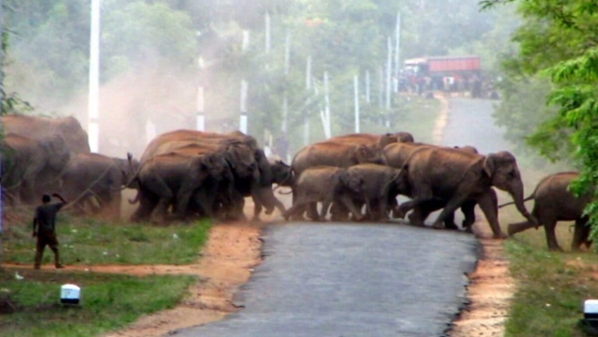 As Sri Lanka continues new elephant drive, scientists warn against creating new conflicts