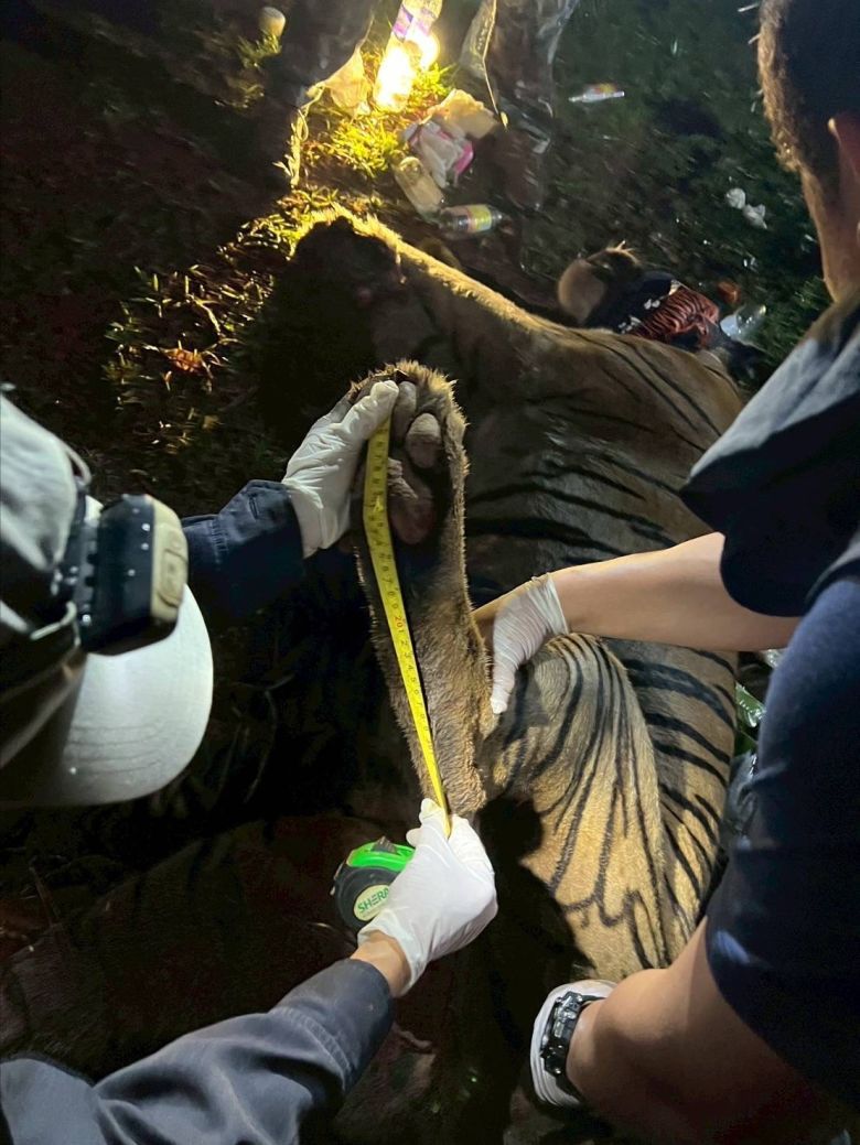 Scientists take measurements and samples from a sedated male tiger, Srikosa, during his GPS collaring.