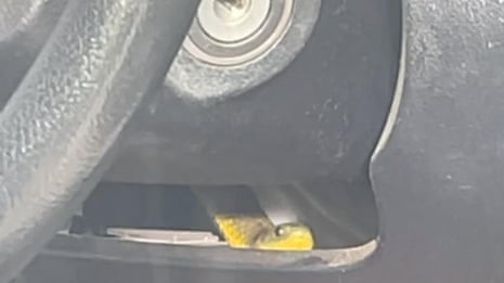 Deadly tiger snake caught after slithering up a driver's leg on a Melbourne freeway – video