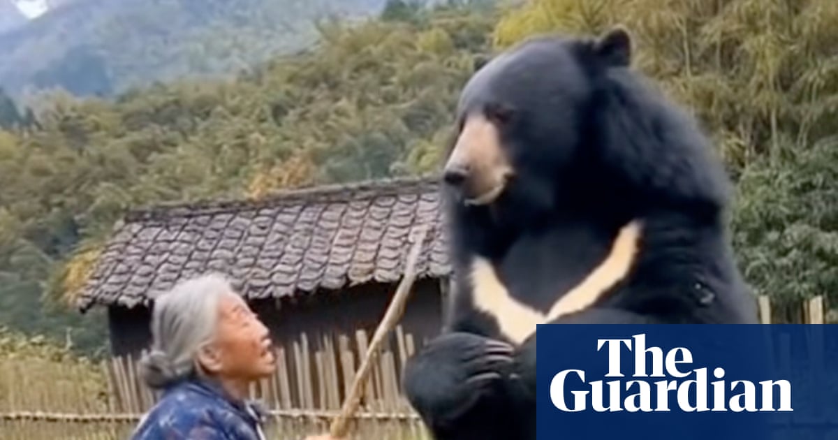 Amid Japan’s surge in bear attacks, a torrent of AI-generated videos is adding to anxiety | Japan