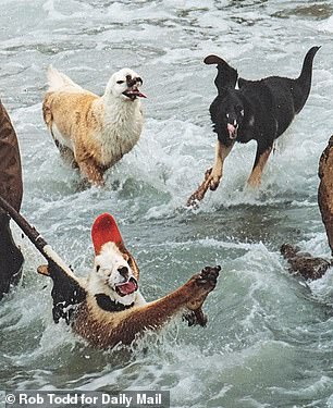 Multiple dogs appeared to blend into chickens in one section of the mural