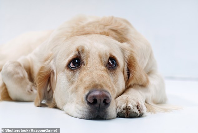 Experts have discovered that golden retrievers and humans share genes which make them more likely to be anxious (file image)
