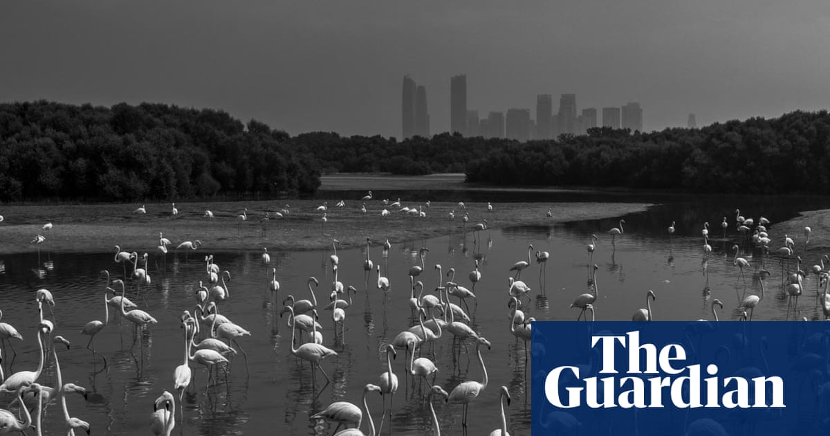 Nature inFocus photography competition 2025: flamingos, foxes and a chilled out chimp - The Guardian