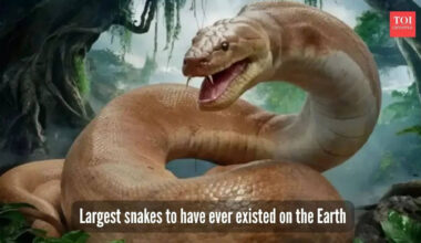 ​5 largest snakes to have ever roamed the Earth​