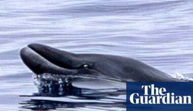 These rare whales had never been seen alive. Then a team in Mexico sighted two | Whales