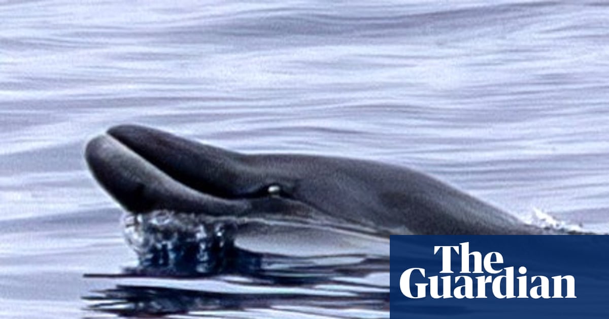 These rare whales had never been seen alive. Then a team in Mexico sighted two | Whales