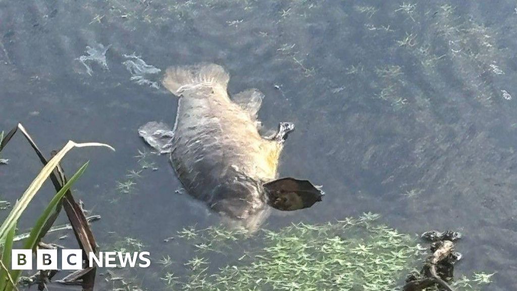 Swans and several thousand fish die amid Kent pollution incident