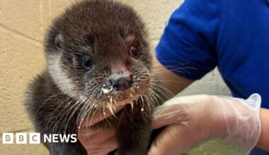 Otter found injured by Taunton road recovering at rescue centre