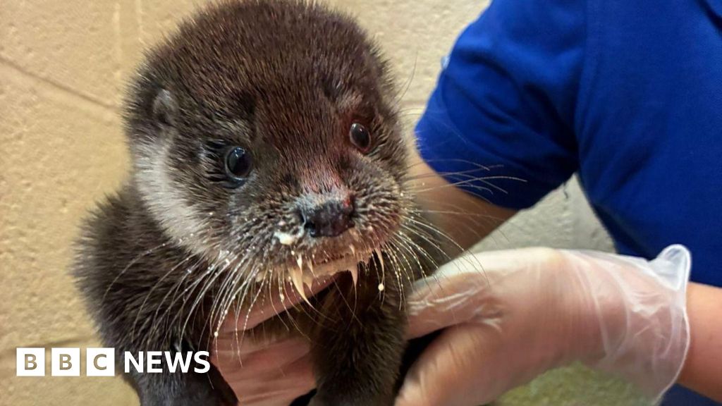 Otter found injured by Taunton road recovering at rescue centre