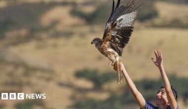 A man holds a red kite chick above a box ready to transport it to the UK from Spain in the early 1990s