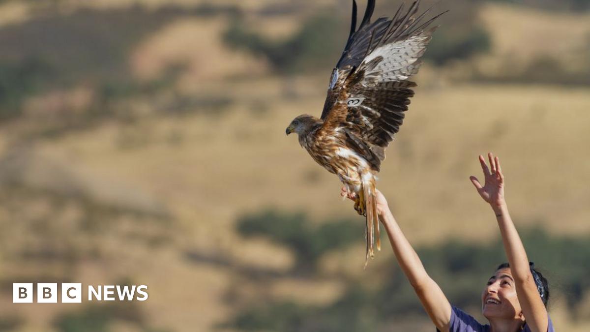 A man holds a red kite chick above a box ready to transport it to the UK from Spain in the early 1990s