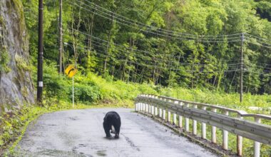 Japan’s public areas to have fences installed to protect against bears - The Independent