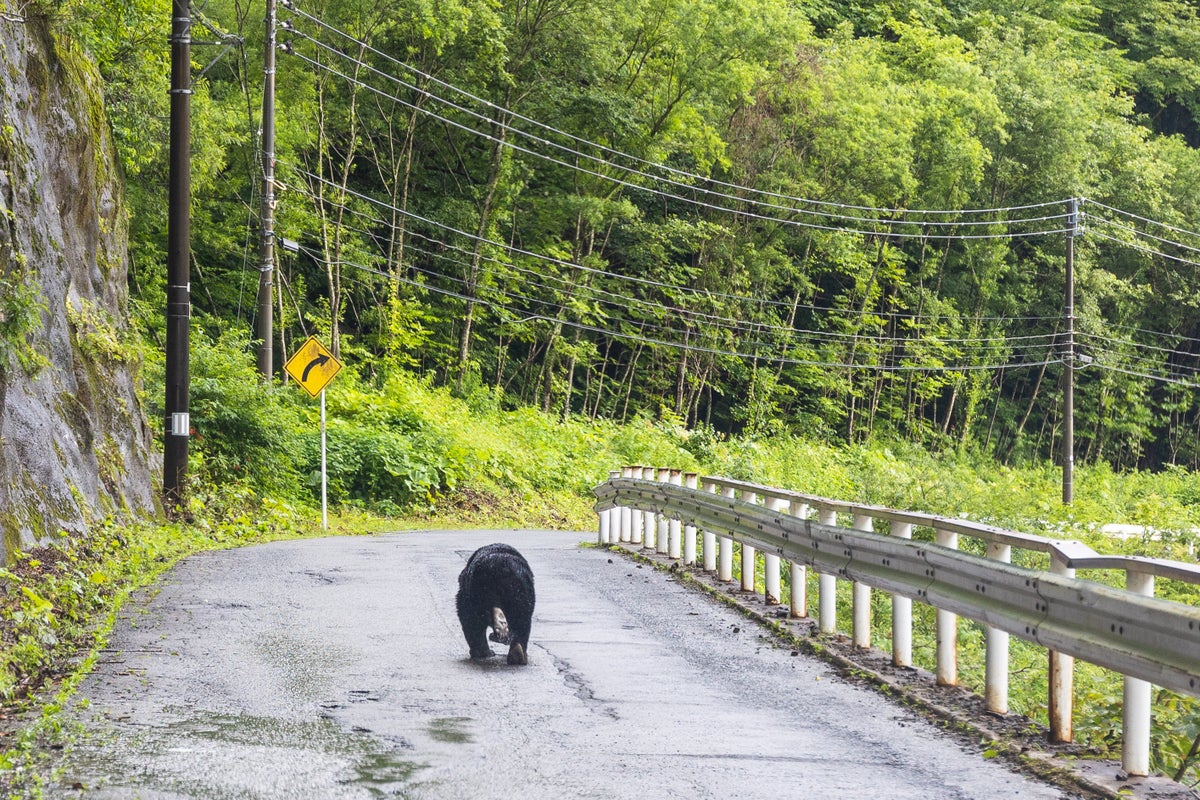 Japan’s public areas to have fences installed to protect against bears - The Independent