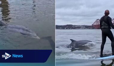 Watch moment dolphin swims alongside surfers under Forth Bridge