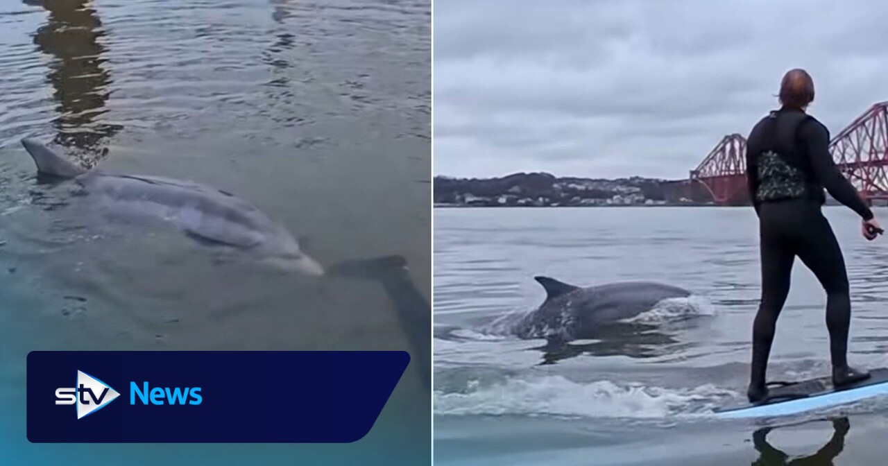 Watch moment dolphin swims alongside surfers under Forth Bridge