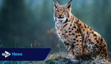 Charity bids to return four ‘architects of the wild’ species to the Highlands