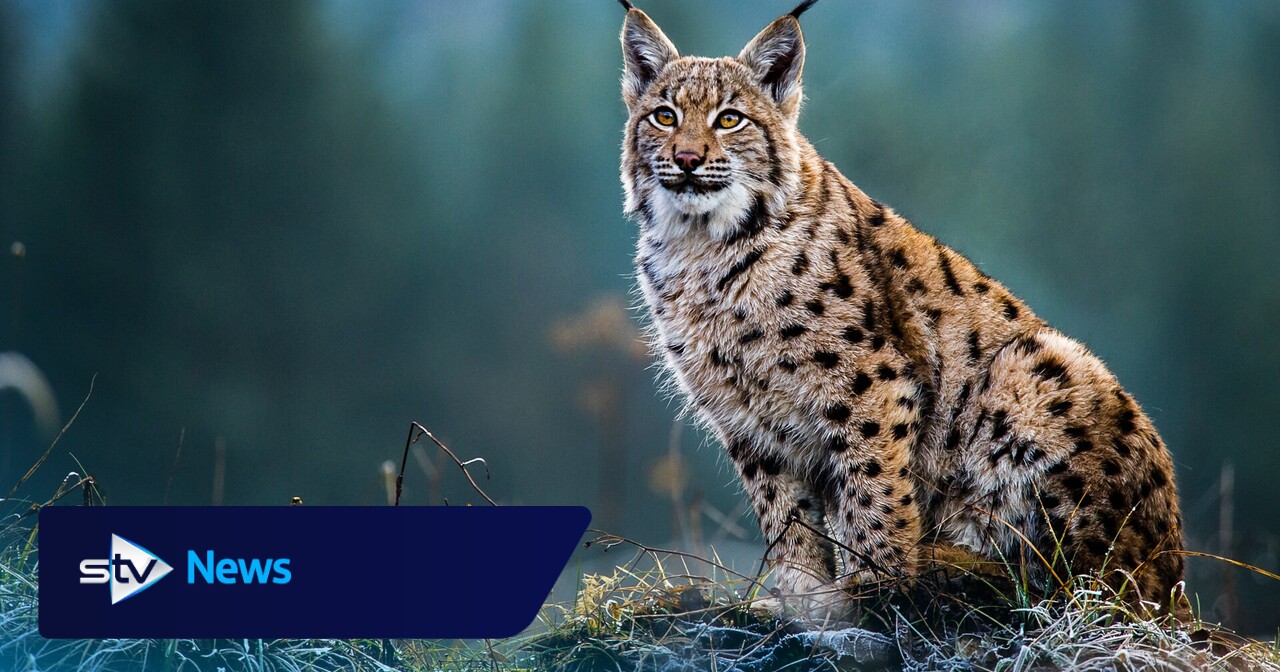 Charity bids to return four ‘architects of the wild’ species to the Highlands