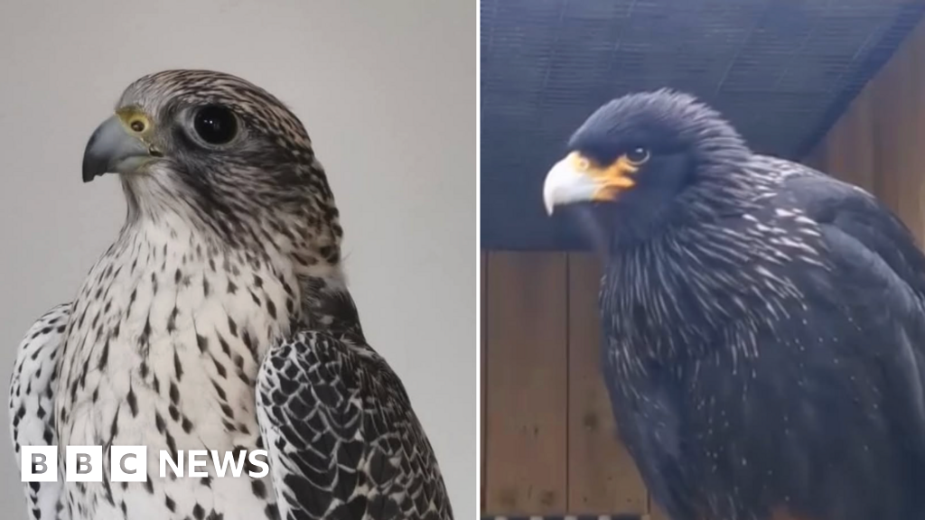 Two birds of prey stolen from Cornish rescue centre