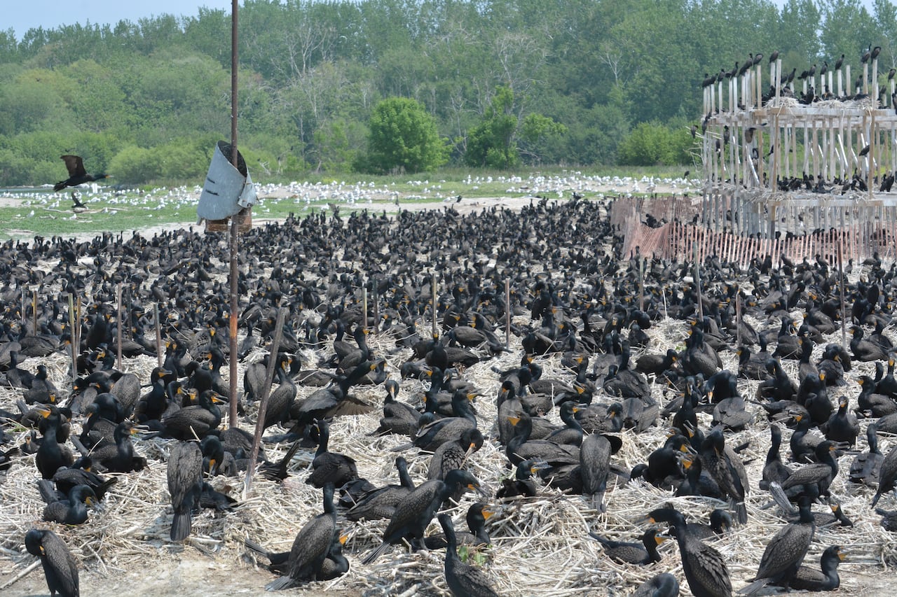 A large group of birds nesting on the ground. 
