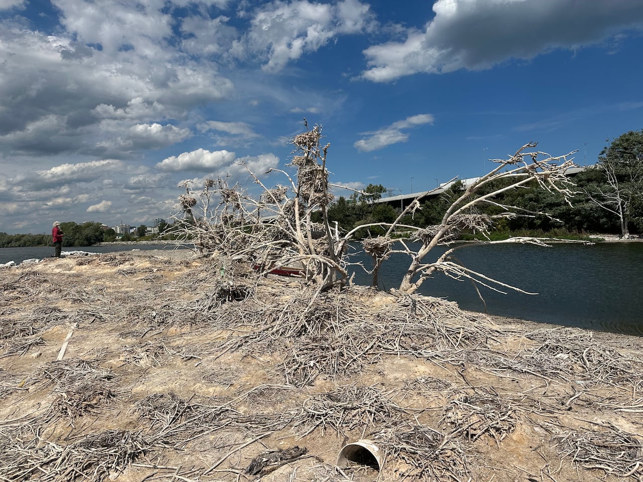 Twigs and dry wood form nests across a small island. 