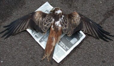 New independent report reveals locations of poisoned raptors in northern England, 2015-2023 – information that has been suppressed by government