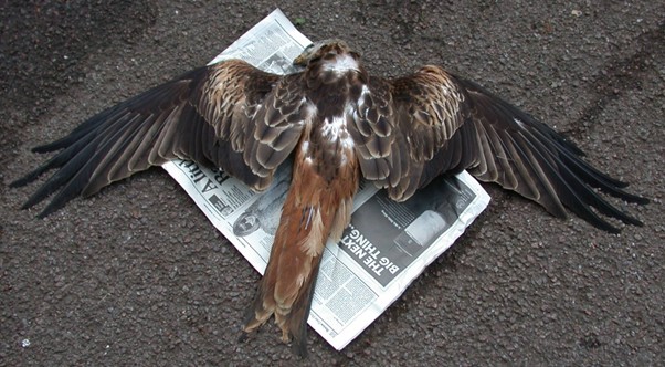 New independent report reveals locations of poisoned raptors in northern England, 2015-2023 – information that has been suppressed by government