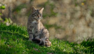 Wildcats could make a return to woodlands in south-west England