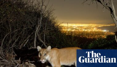 Can mountain lions make a comeback in the US north-east? One group hopes so | Vermont