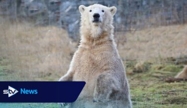 Highland polar bear to meet his brother south of the border