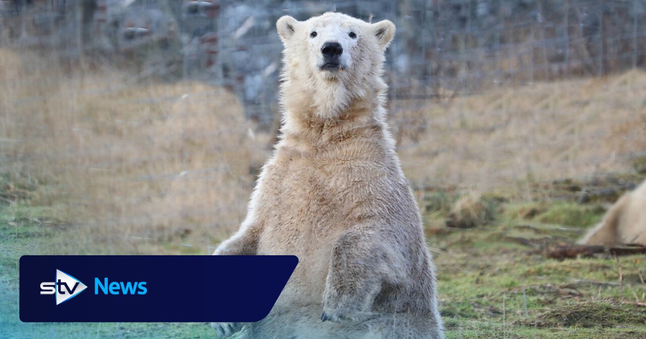 Highland polar bear to meet his brother south of the border