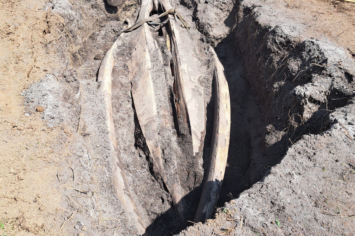 Scientists dig up two-tonne whale head found on Cornwall beach in 10-hour mission