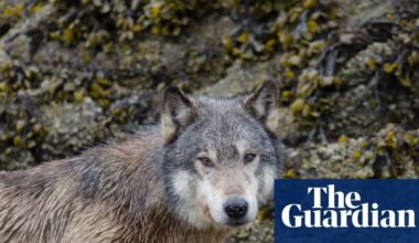 Raiders of the lobster pot: Canadian wolves learn to loot crab traps for bait | Animals