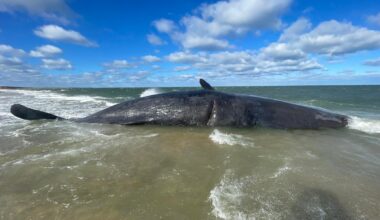 Dead sperm whale – weight of a fully loaded tractor-trailer – has washed ashore in Nantucket and officials aren’t sure how to move it