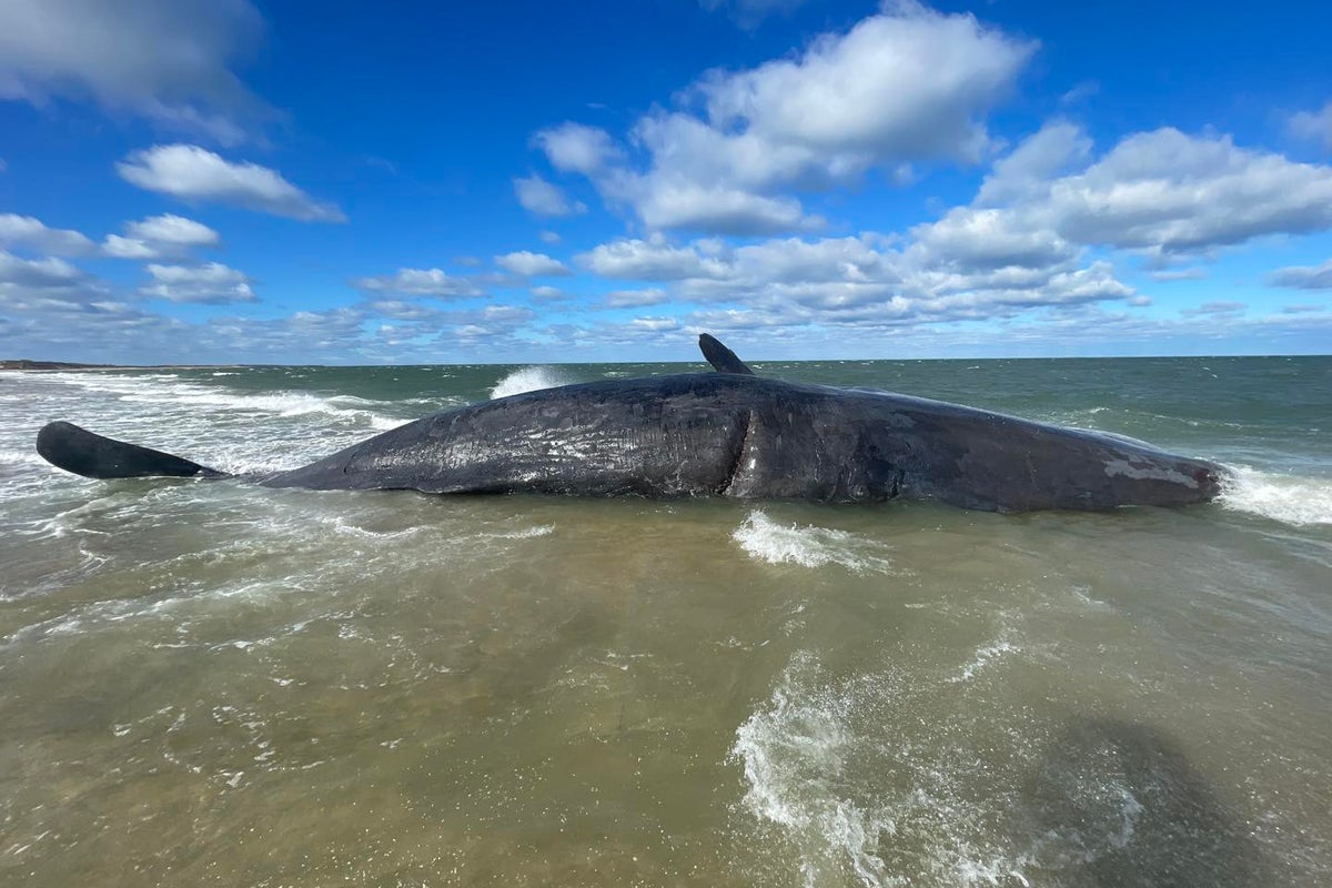 Dead sperm whale – weight of a fully loaded tractor-trailer – has washed ashore in Nantucket and officials aren’t sure how to move it