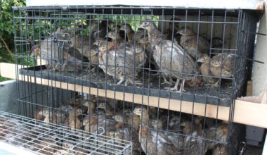 New report on gamebird releases in Cairngorms National Park doesn’t tell even half the story – Raptor Persecution UK