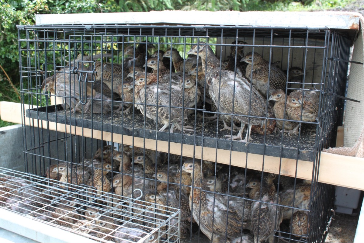 New report on gamebird releases in Cairngorms National Park doesn’t tell even half the story – Raptor Persecution UK