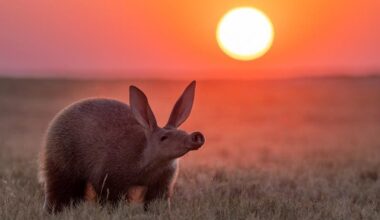21 Winners Of Nature Photographer Of The Year
