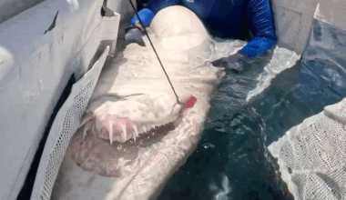 Marine Specialists Riskily Remove Fishing Hook from Shark’s Mouth