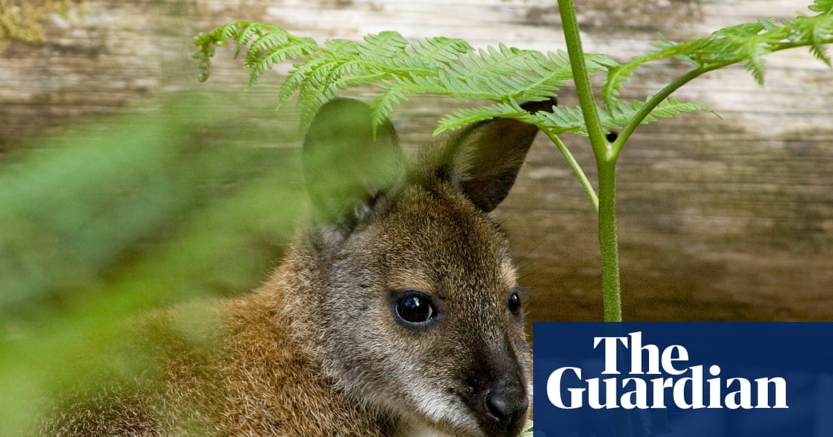 Tell us: have you spotted or heard about escaped wallabies in your area? | Animals