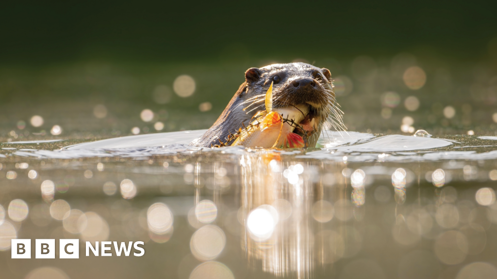 UK wildlife photographers rally to highlight habitat loss