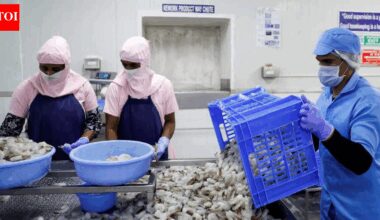 Shrimp exports shift: India gains in non-US markets; tariff surge in America threatens FY26 momentum