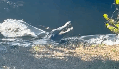 VIDEO: Crocodile challenges alligator in Everglades National Park