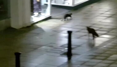 Video Player Placeholder