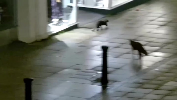 Video Player Placeholder