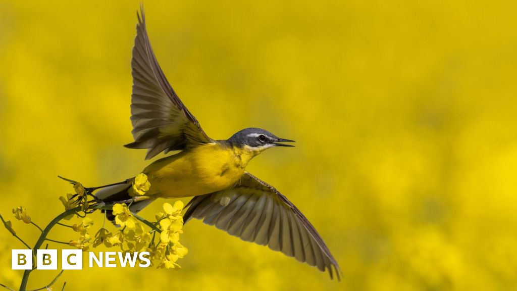 The species at risk of extinction in Wales named in first of its kind report