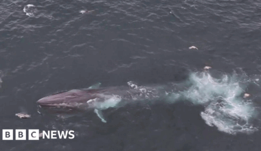 Cornwall's coast becomes a whale-watching hotspot