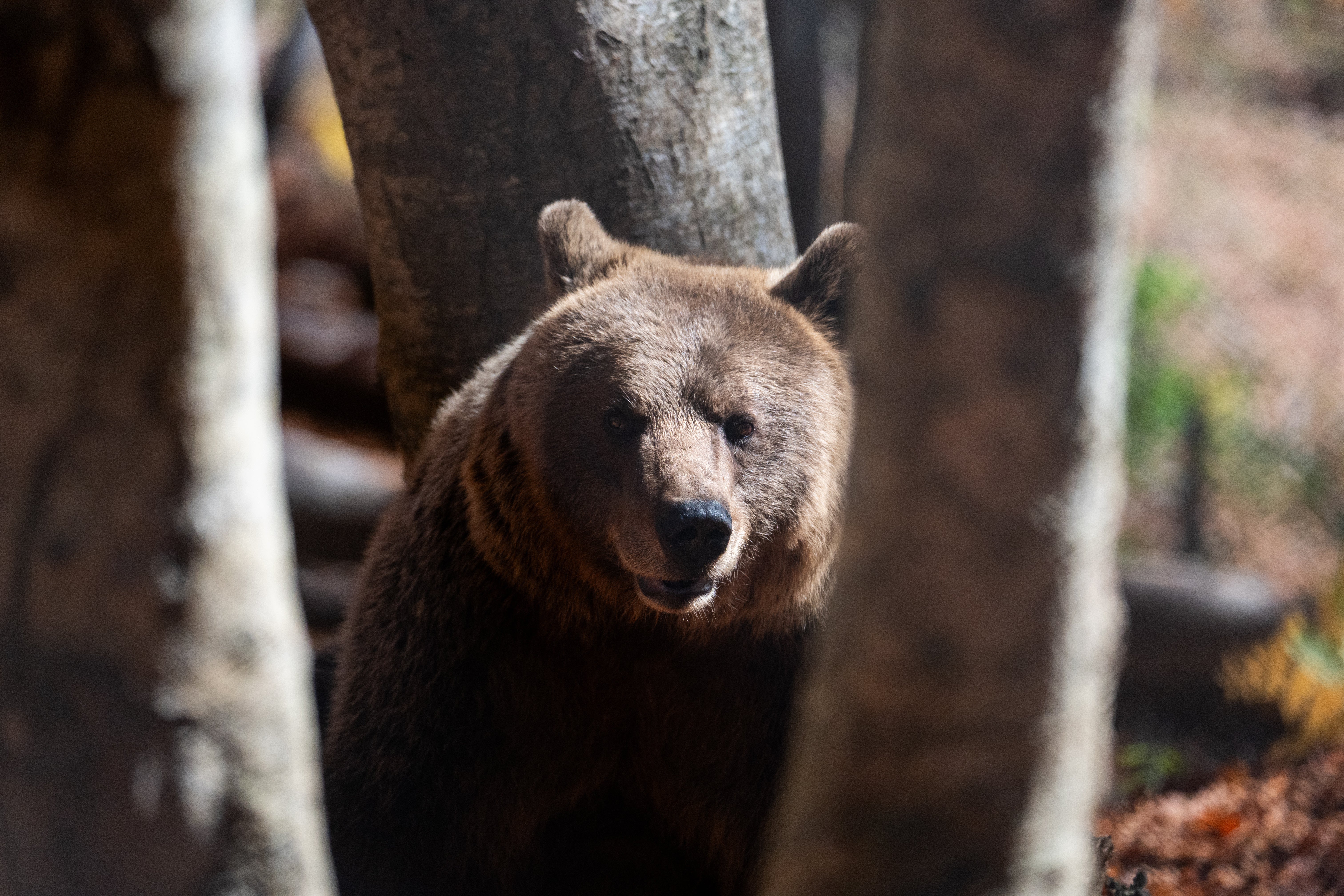 A brown bear peers through the trees inside the Arcturos bear sanctuary in Nymfaio, northern Greece