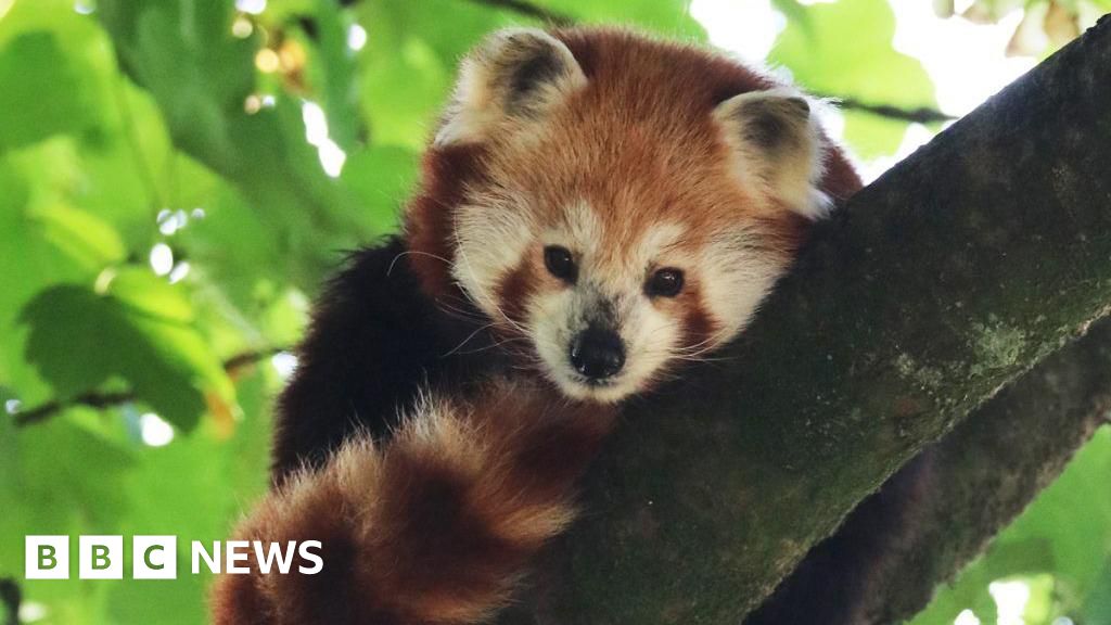 'Beloved and cherished' red panda dies at Cornwall wildlife park