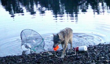 A coastal wolf in British Columbia approaches a crab trap line moments before pulling the trap to shore